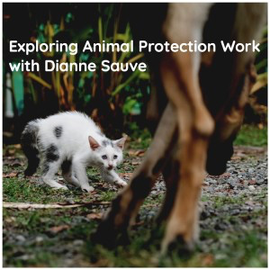 Exploring Animal Protection Work