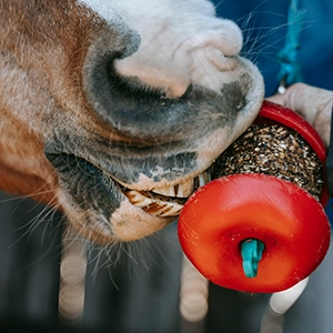 Equine Nutrition: Feeding for Optimal Health